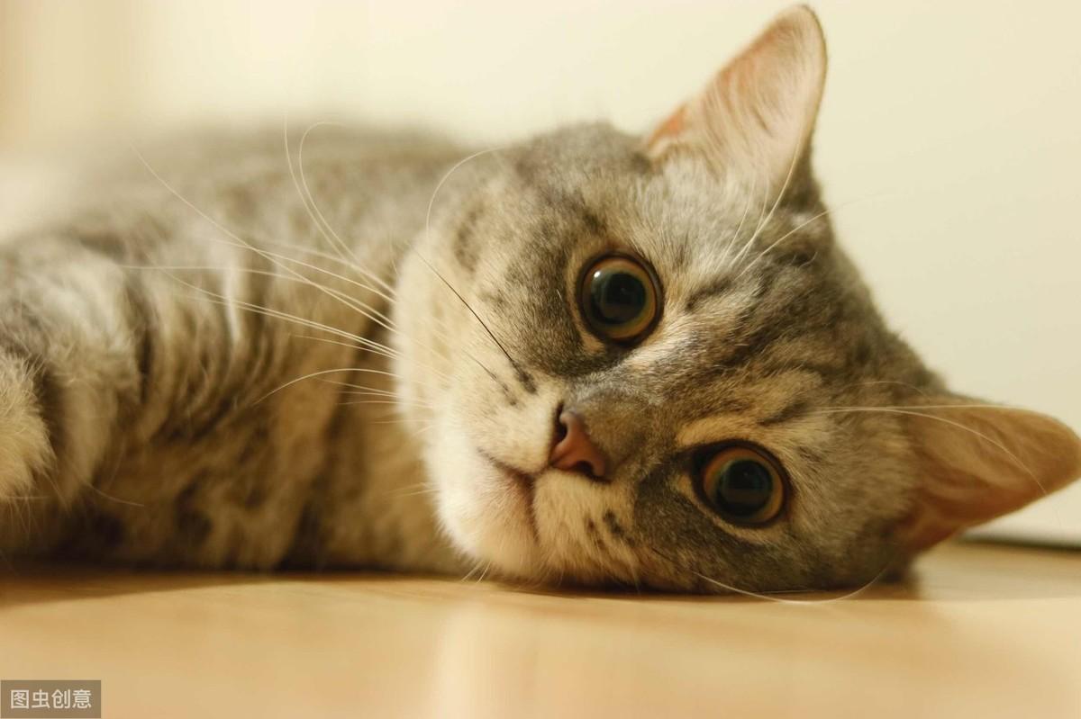 踩奶的猫是什么意思_踩奶_踩奶是猫咪的什么生理现象