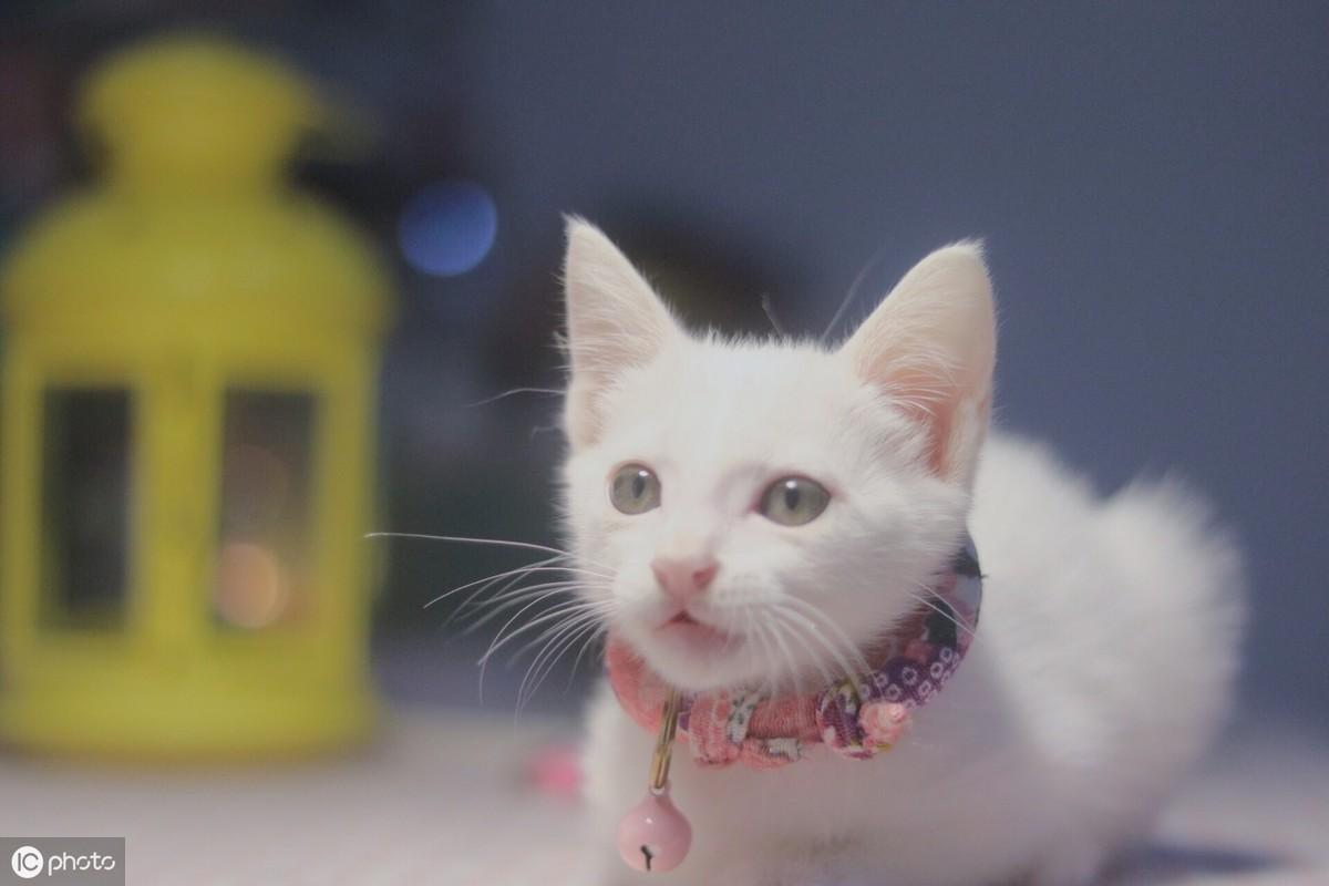 踩奶的猫是什么意思_踩奶是猫咪的什么生理现象_踩奶