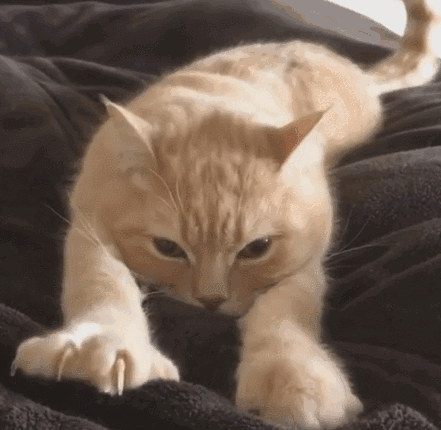 踩奶的猫是什么意思_踩奶_踩奶是猫咪什么行为