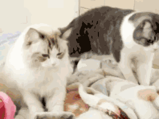 踩奶的猫是什么意思_踩奶是猫咪什么行为_踩奶