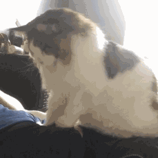 踩奶_踩奶是猫咪什么行为_踩奶的猫是什么意思