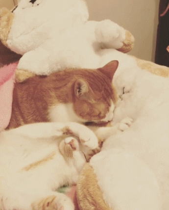 踩奶_踩奶是猫咪什么行为_踩奶的猫是什么意思