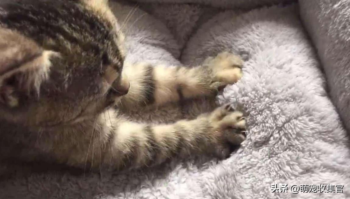 踩奶是猫咪的什么生理现象_踩奶_踩奶是猫咪什么行为