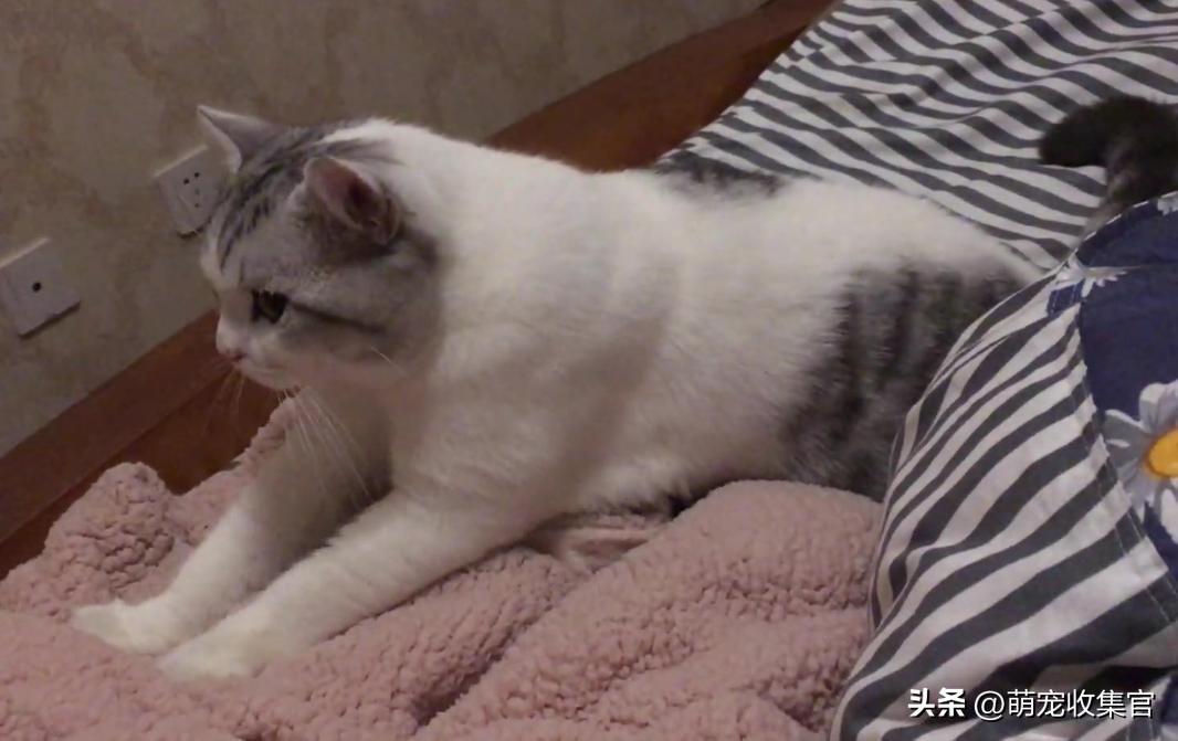 踩奶是猫咪什么行为_踩奶_踩奶是猫咪的什么生理现象