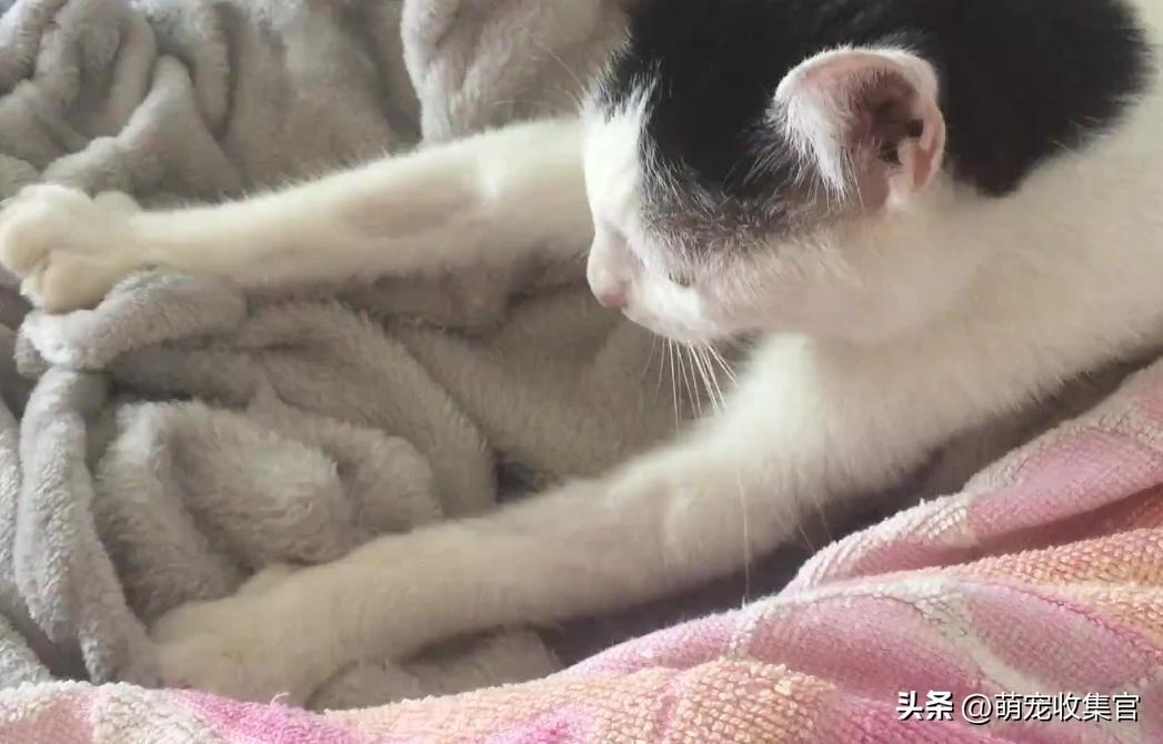 踩奶是猫咪的什么生理现象_踩奶_踩奶是猫咪什么行为