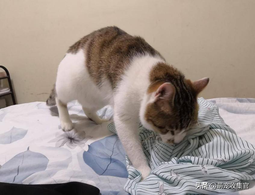 踩奶是猫咪的什么生理现象_踩奶是猫咪什么行为_踩奶
