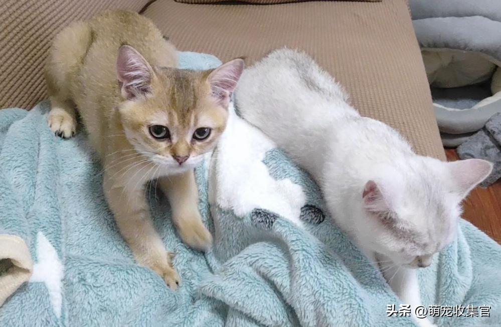 踩奶是猫咪什么行为_踩奶_踩奶是猫咪的什么生理现象