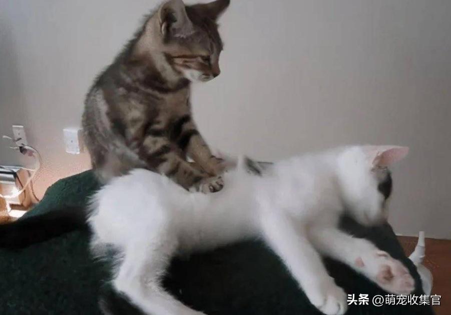 踩奶是猫咪的什么生理现象_踩奶_踩奶是猫咪什么行为