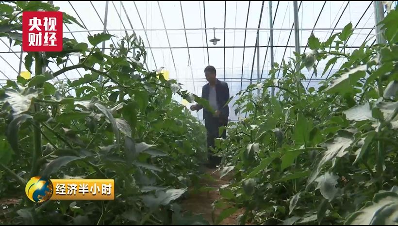 蔬菜出口需要什么手续_蔬菜出口_蔬菜出口贸易怎么做