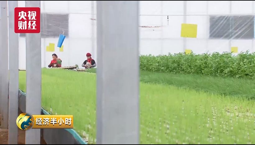 蔬菜出口_蔬菜出口贸易怎么做_蔬菜出口需要什么手续