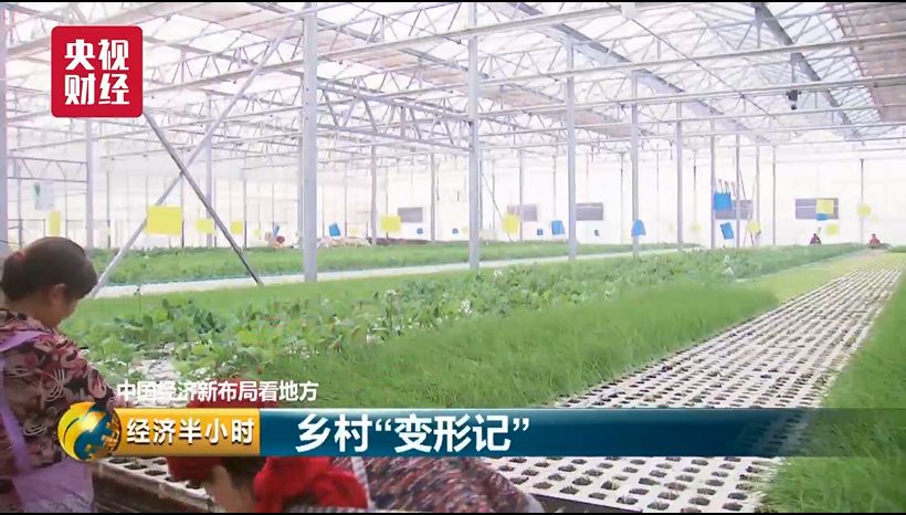 蔬菜出口贸易怎么做_蔬菜出口_蔬菜出口需要什么手续