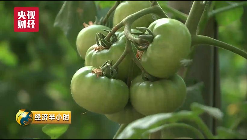 蔬菜出口_蔬菜出口贸易怎么做_蔬菜出口需要什么手续