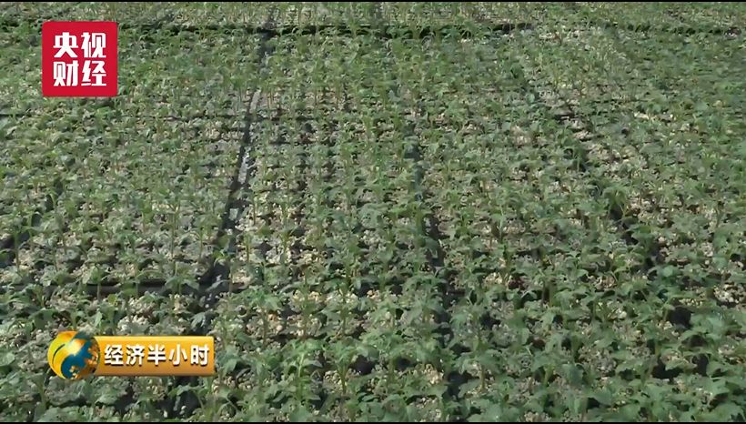 蔬菜出口贸易怎么做_蔬菜出口_蔬菜出口需要什么手续