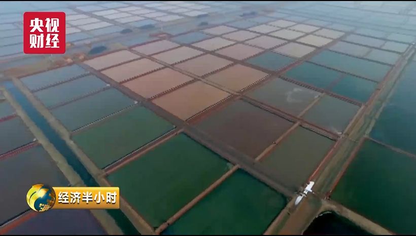 蔬菜出口_蔬菜出口贸易怎么做_蔬菜出口需要什么手续