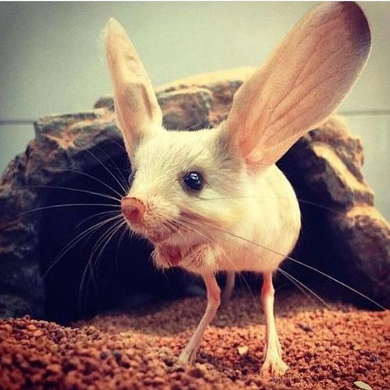 jerboa怎么读音_jerboa_jerboa怎么驯服