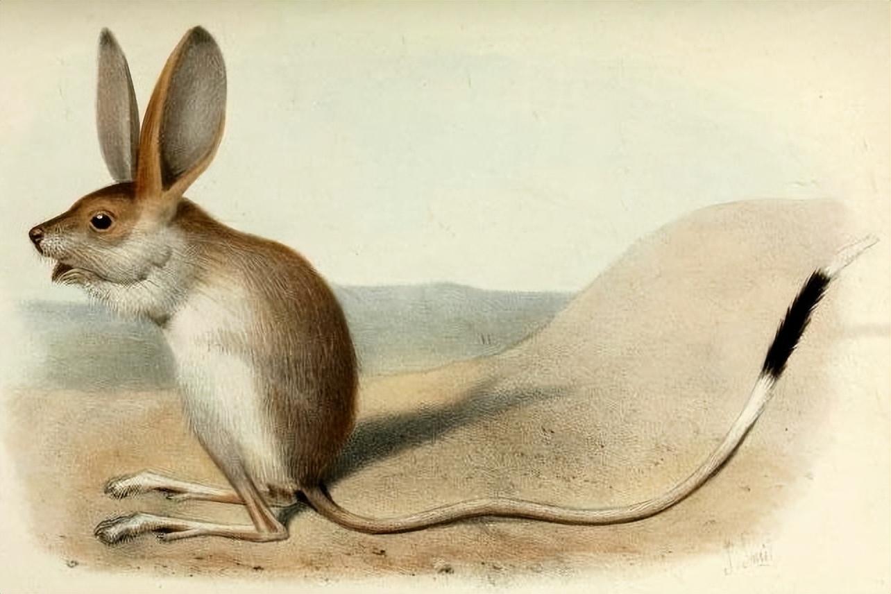 jerboa怎么读音_jerboa怎么驯服_jerboa
