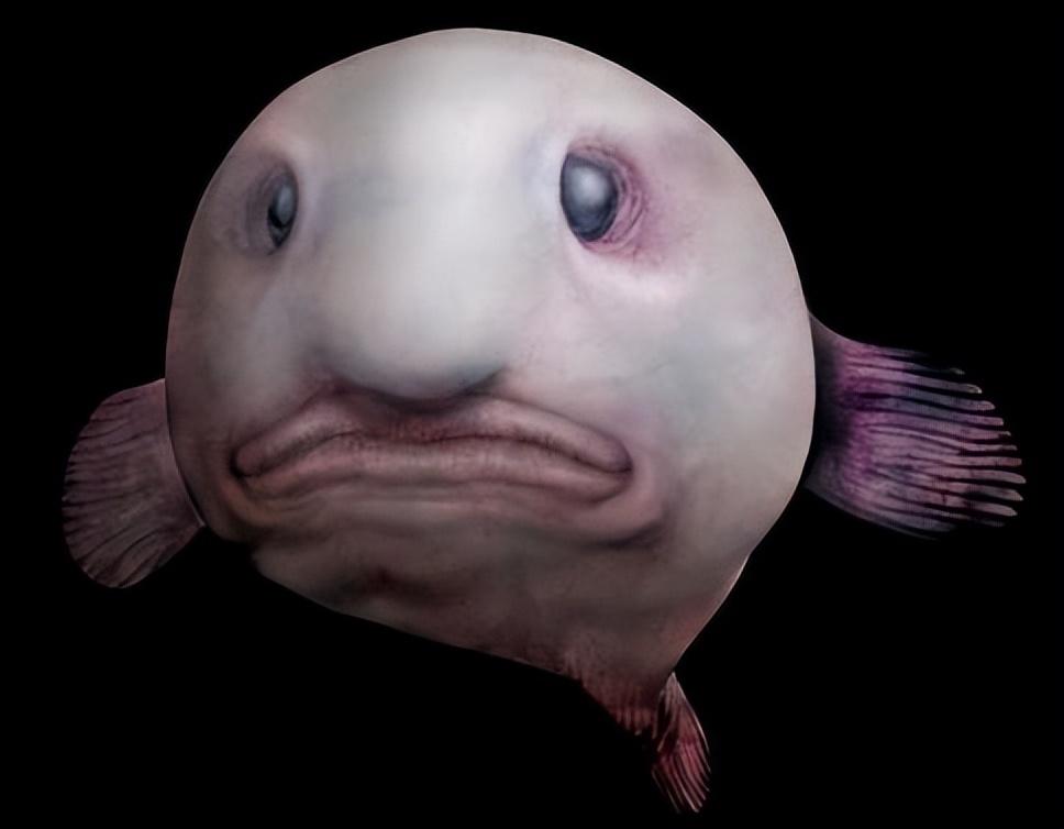 jerboa怎么驯服_jerboa怎么读音_jerboa