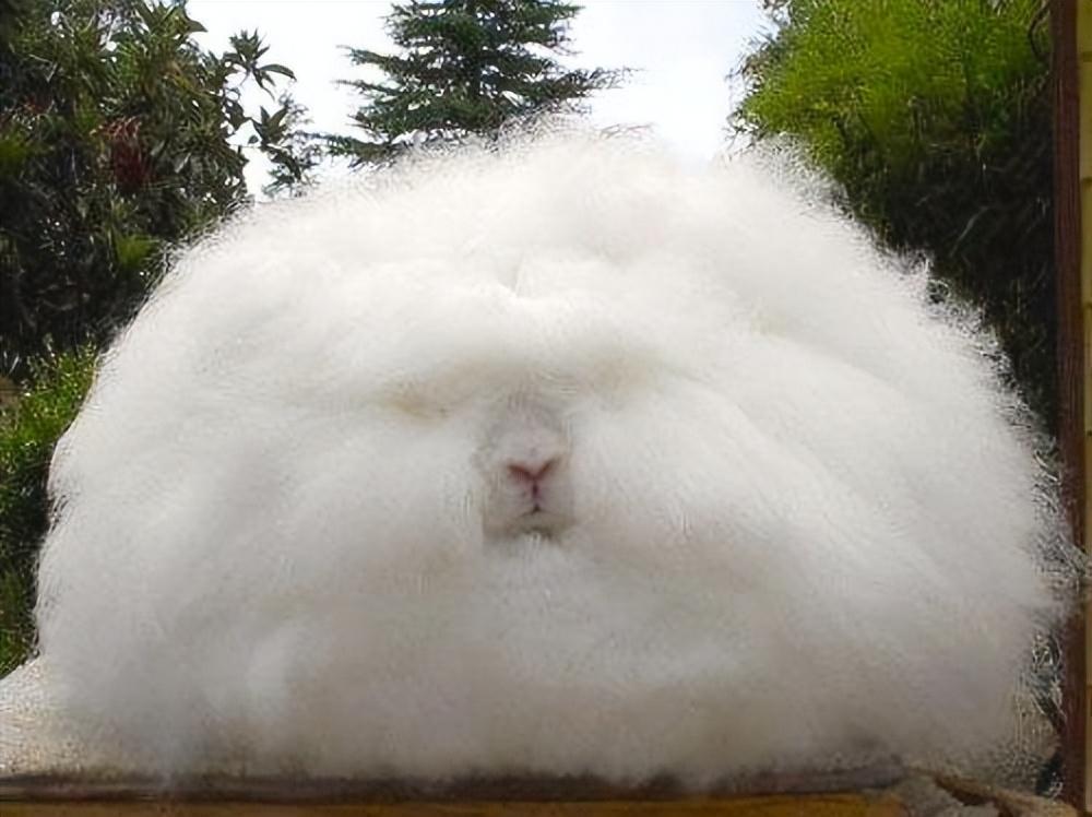 jerboa怎么读音_jerboa怎么驯服_jerboa