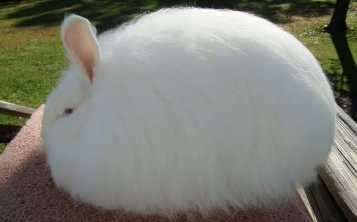 jerboa怎么读音_jerboa_jerboa怎么驯服