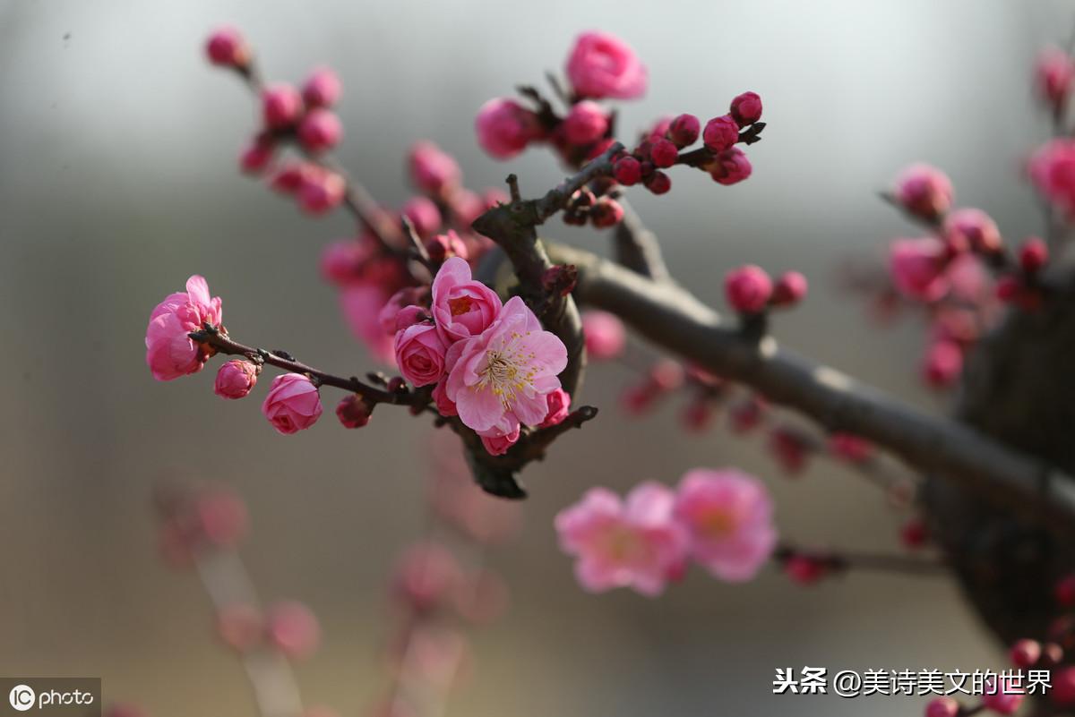 陇头人_陇头歌辞_陇头