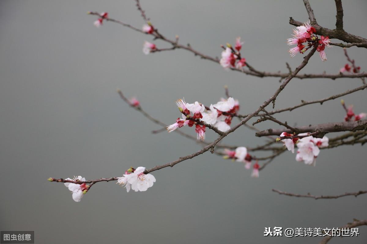 陇头人_陇头歌辞_陇头