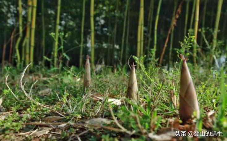 神龙谷景区_神龙谷_神龙谷景区在哪里