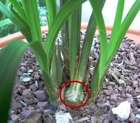 壮腰健肾丸能提高性功能吗_壮_壮乡小莫