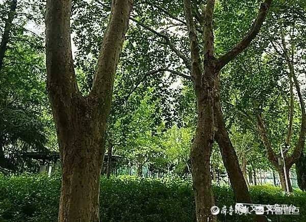 树莓_树_树先生