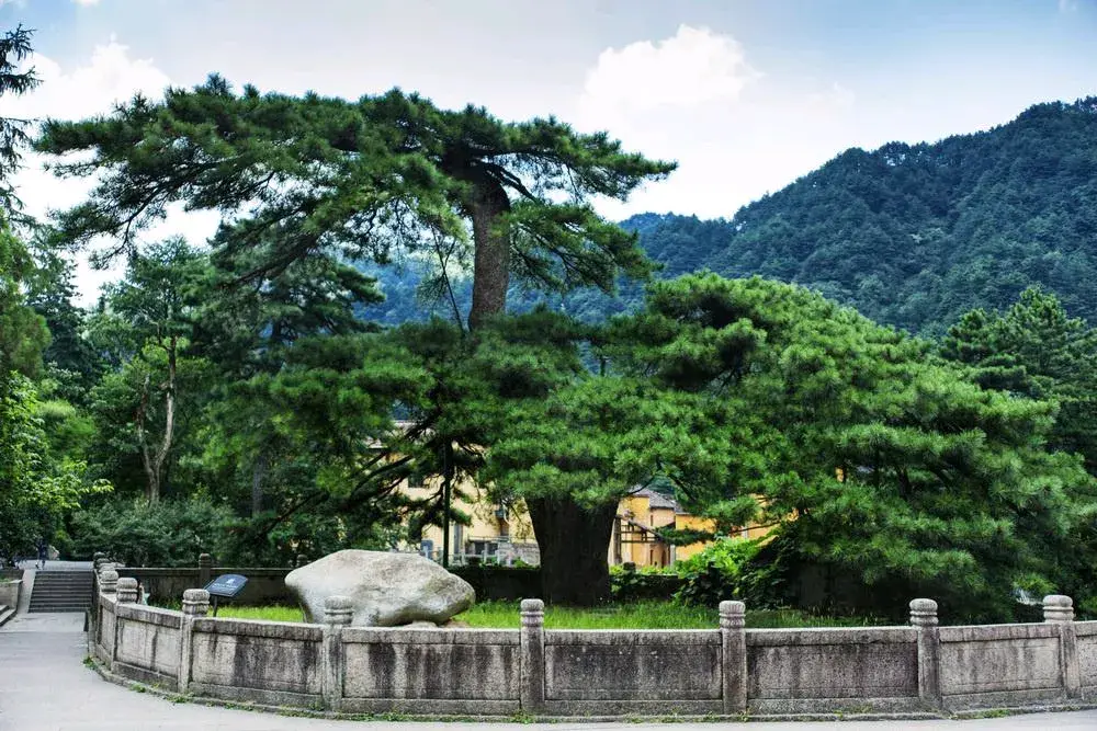 树_树獭_树莓