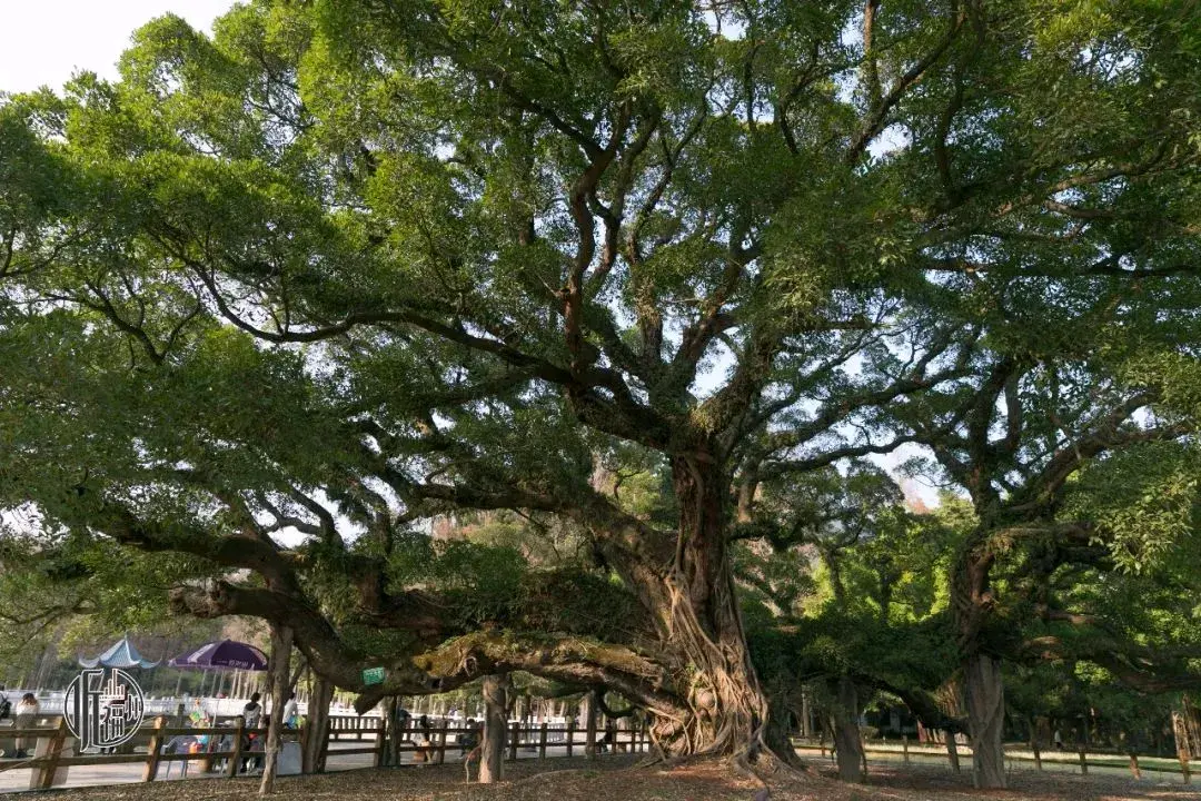 树莓_树_树獭