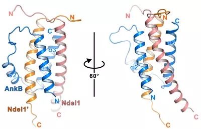 dyneinarm_dynein和kinesin_dynein