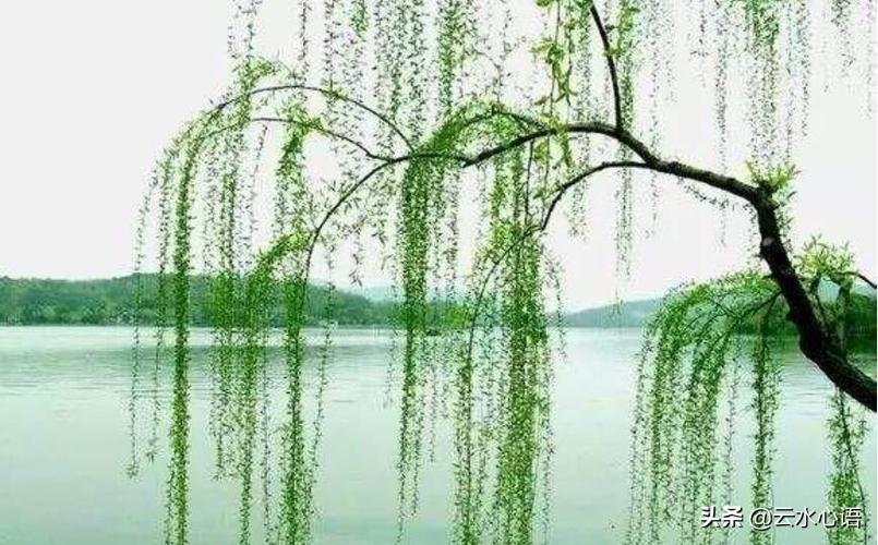 曲尽其妙造句_曲尽其妙_曲尽其妙的读音