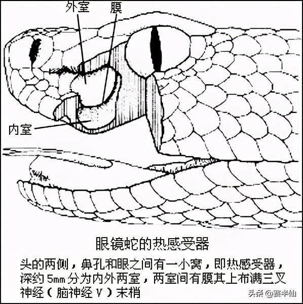 神龙岛_神龙岛岛主_神龙岛在哪