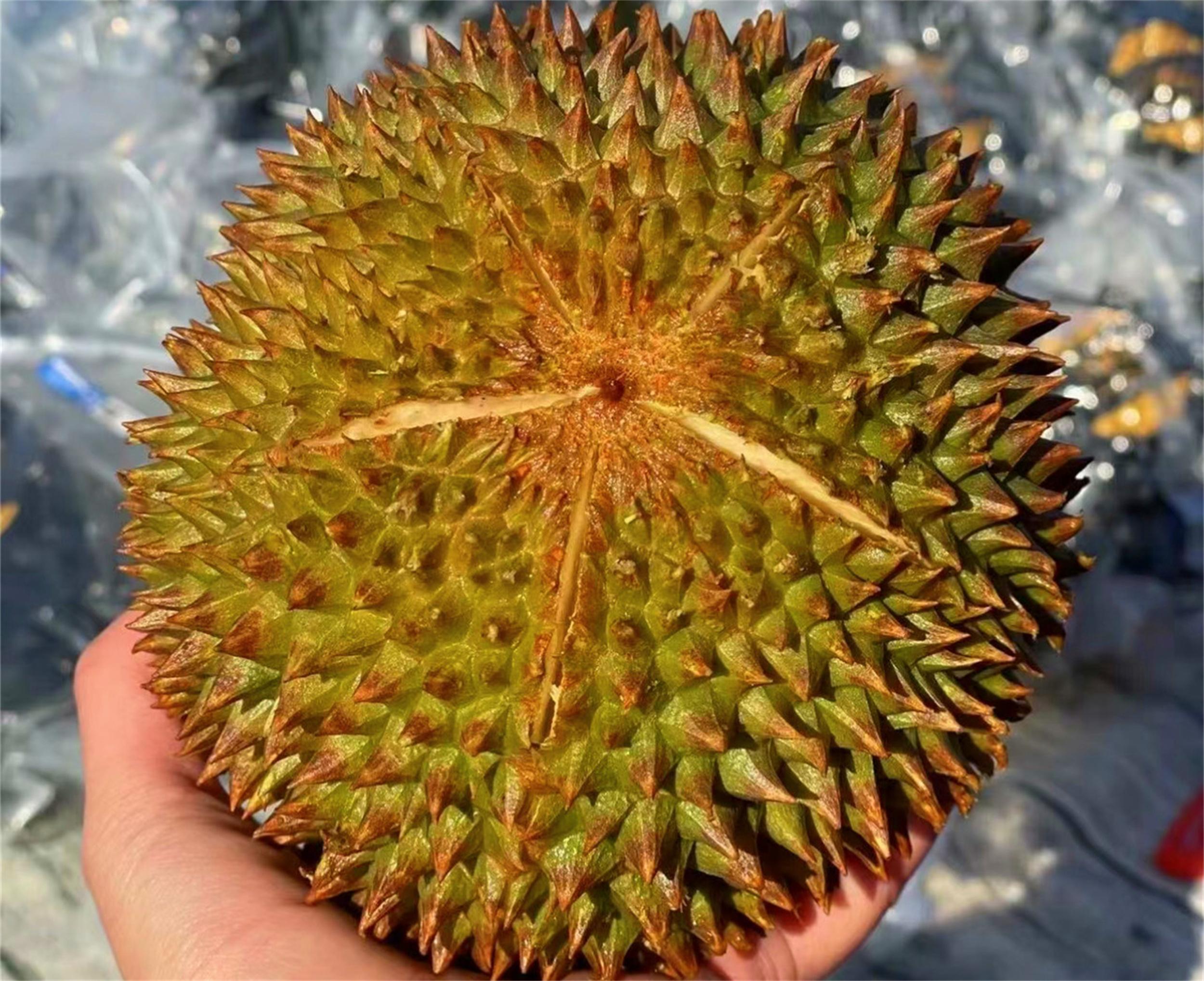 苏丹王和猫山王哪个好_苏丹王_苏丹王榴莲好还是金枕榴莲好