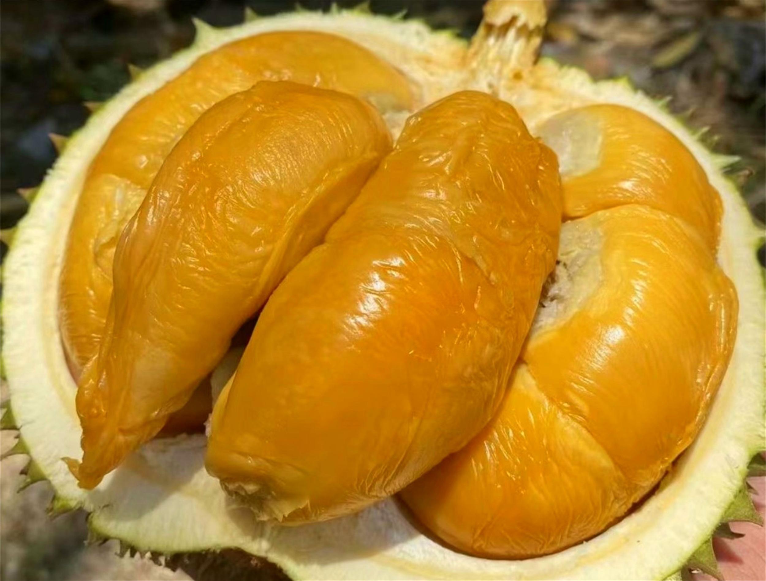 苏丹王榴莲好还是金枕榴莲好_苏丹王_苏丹王和猫山王哪个好