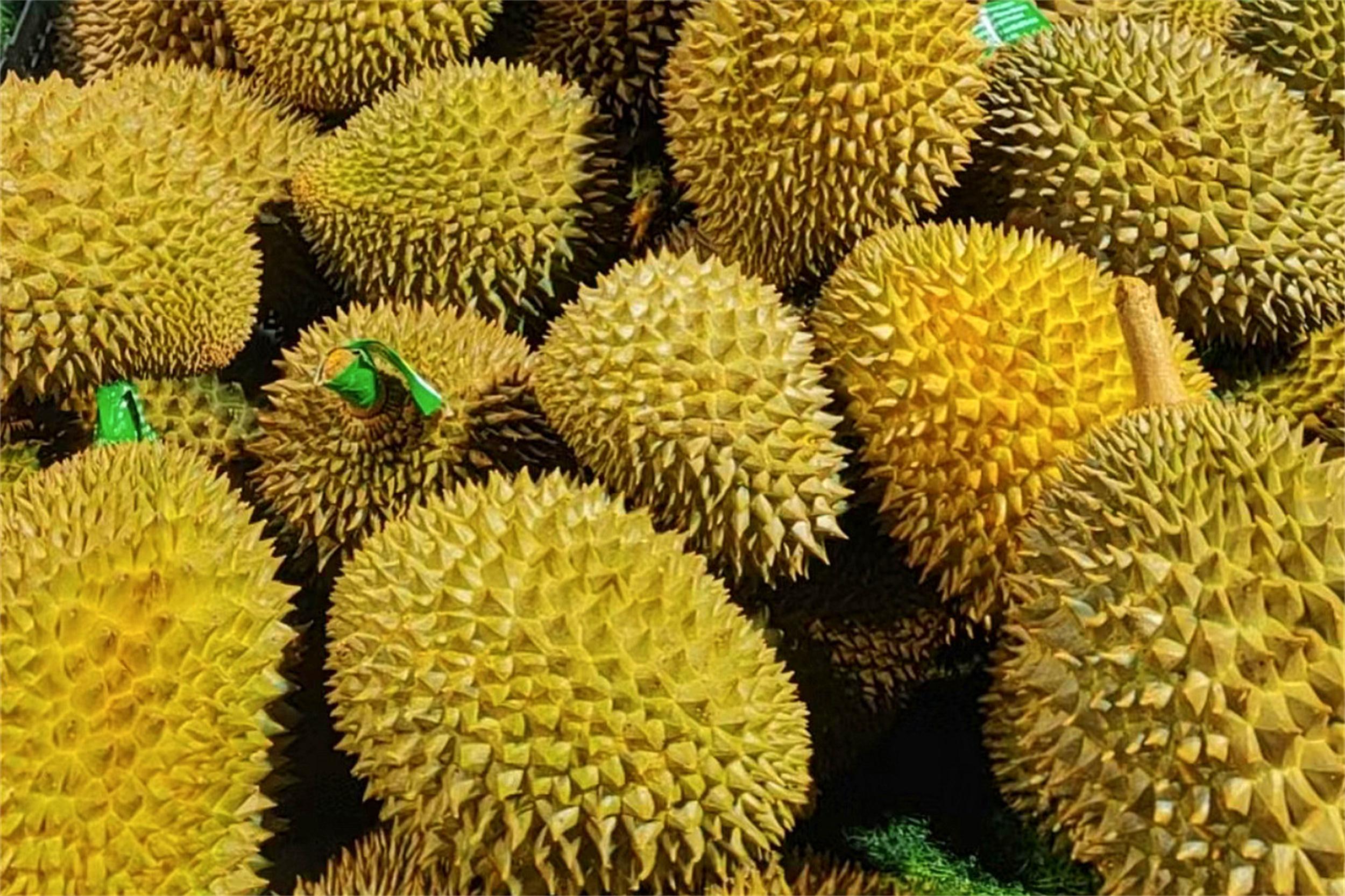 苏丹王_苏丹王和猫山王哪个好_苏丹王榴莲好还是金枕榴莲好
