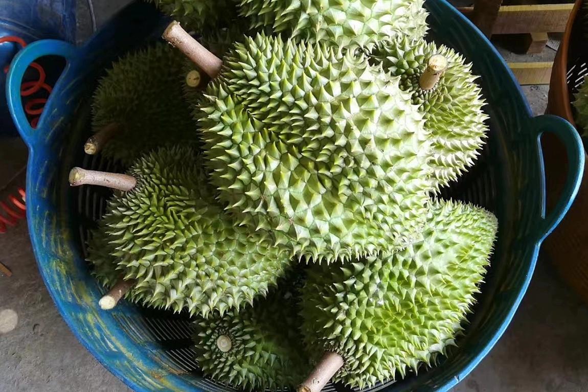 苏丹王榴莲好还是金枕榴莲好_苏丹王_苏丹王是哪个国家的