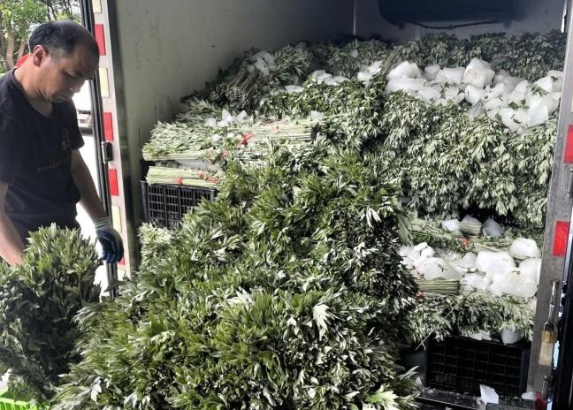 苏丹王_苏丹王榴莲好还是金枕榴莲好_苏丹王和猫山王哪个好