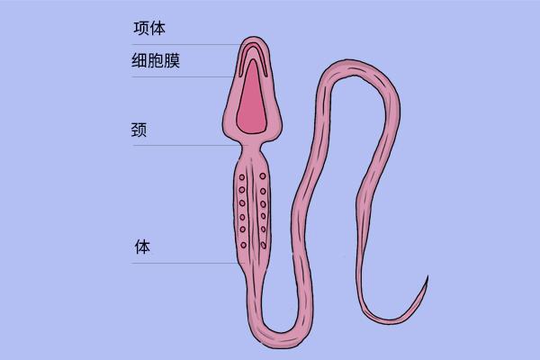 憋精憋回去了会怎么样_憋_《憋呀憋》故事