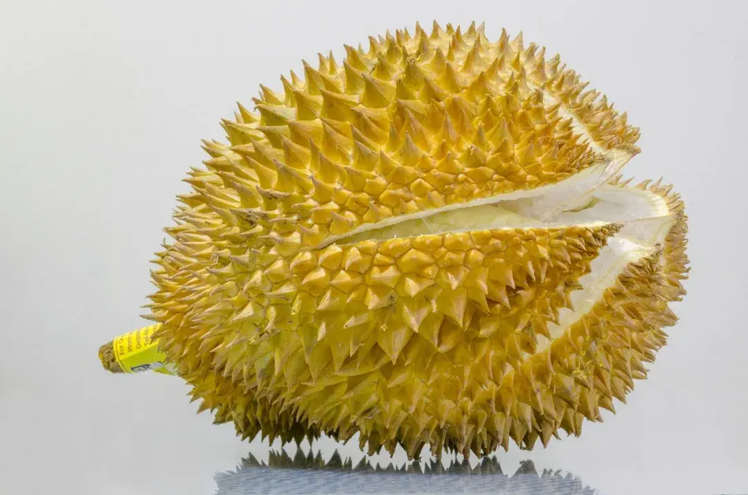 苏丹王榴莲好还是金枕榴莲好_苏丹王朝_苏丹王