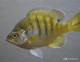 polygamy_polygamy词根词缀_polygamy起源