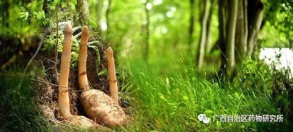 壮阳吃什么补最快最好_壮的拼音_壮