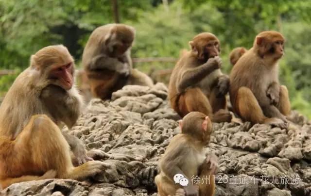 海盗船全塔机箱顶网怎么拆_九顶塔_广州塔到沙河顶地铁