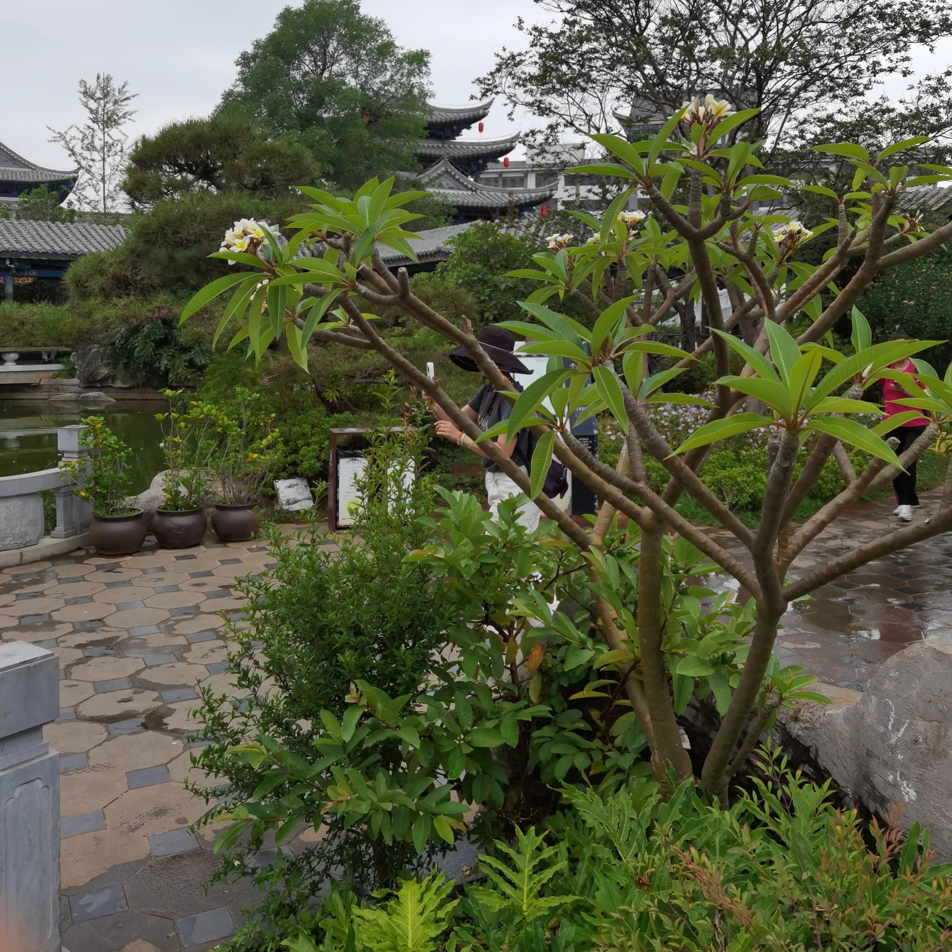 我想看朱家花园_《朱家花园》_朱家花园