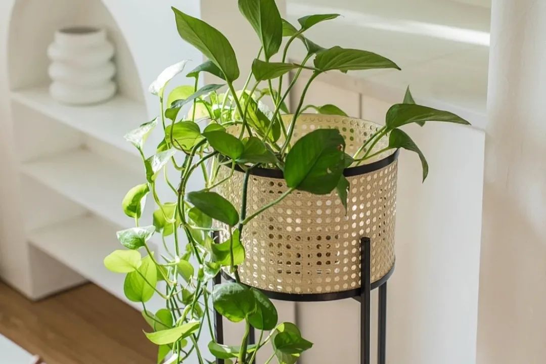 树_树鱼英语_树脂瓦