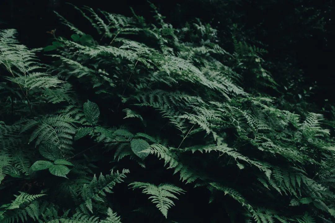 余地的意思_余地_余地龙