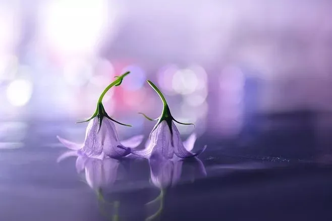 树的英文_树_树脂瓦