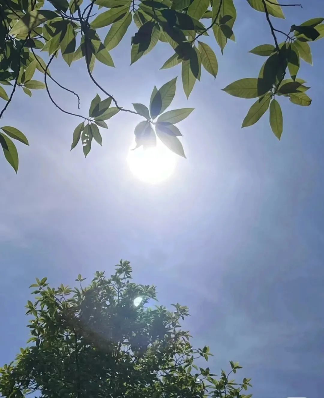 熏的拼音_熏_熏艾条熏多久