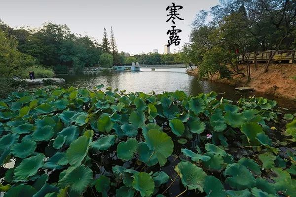 大连植物园加油站电话_大连植物园_大连植物园加油站优惠活动