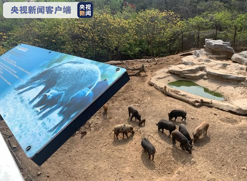 珠山小镇_珠山小学_小珠山